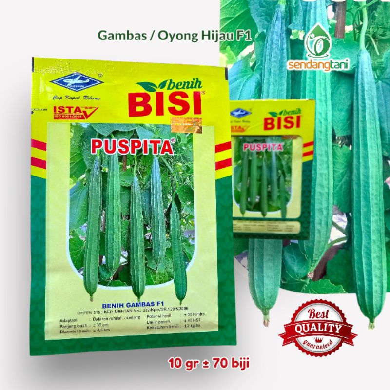 Benih Gambas PUSPITA F1 Bibit Oyong Cap Kapal Terbang