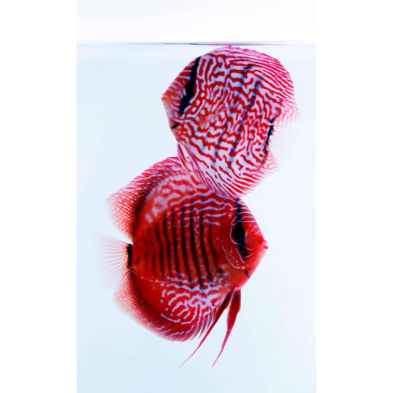 Discus Aquatic | Ikan Discus 2 inch | Ikan Hias Air Tawar