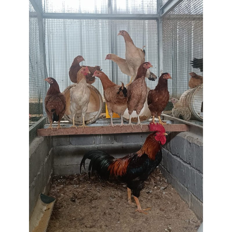 

TELUR FERTIL AYAM YUDISTIRA AKY PS UNTUK DITETASKAN