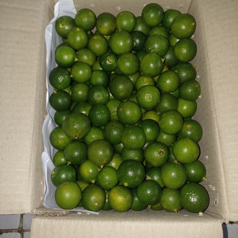 

JERUK SONKIT JERUK KASTURI JERUK LEMON CUI JERUK KALAMANSI 1KG