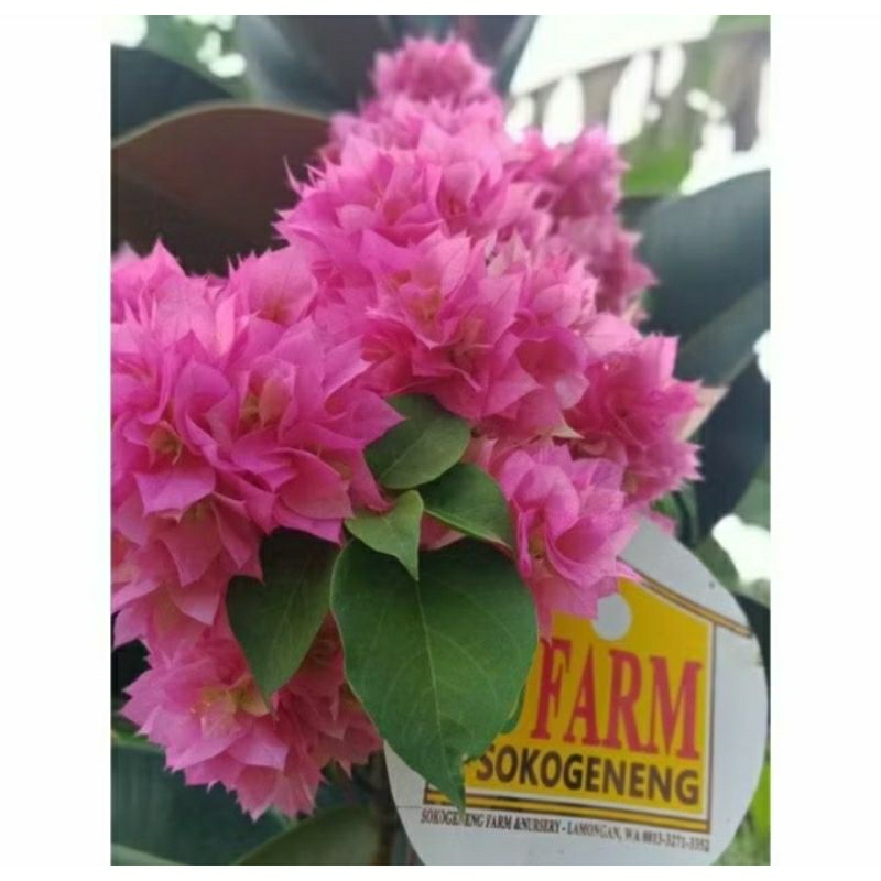 bibit bugenvil tumpuk keriwil cutting stek akar bugenvil