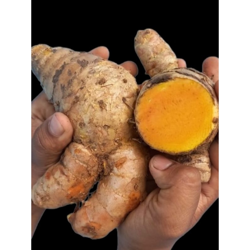 

TEMULAWAK SEGAR 1KG SUPER /STOK BANYAK (BISA COD)