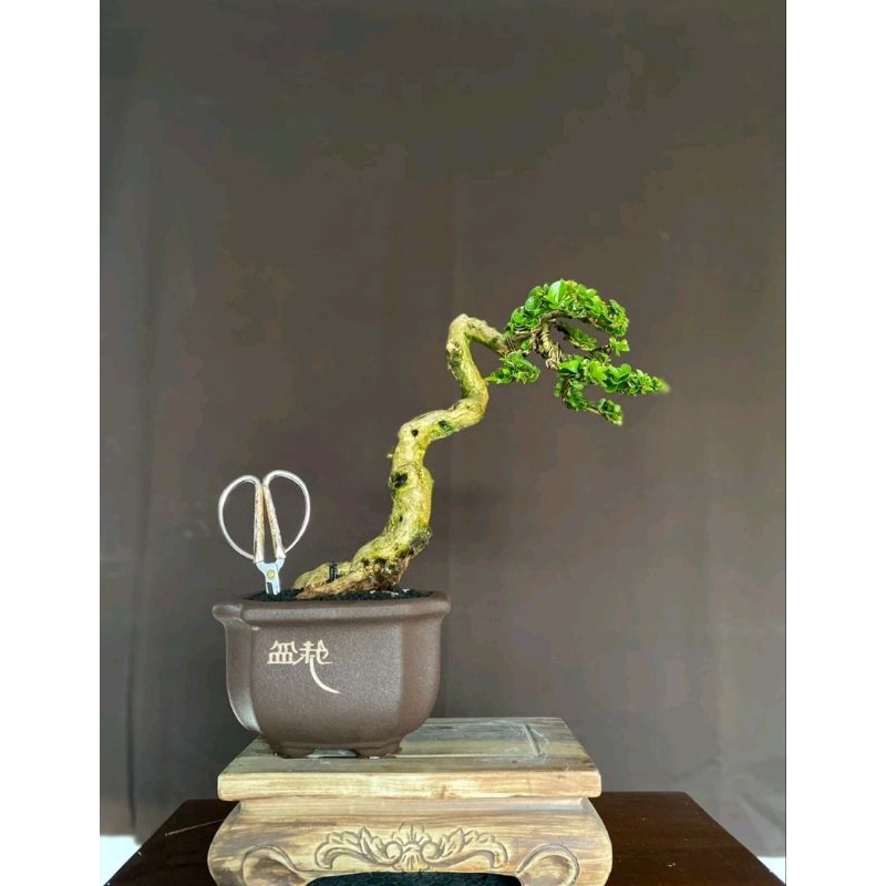 Bonsai Sancang Cascade
