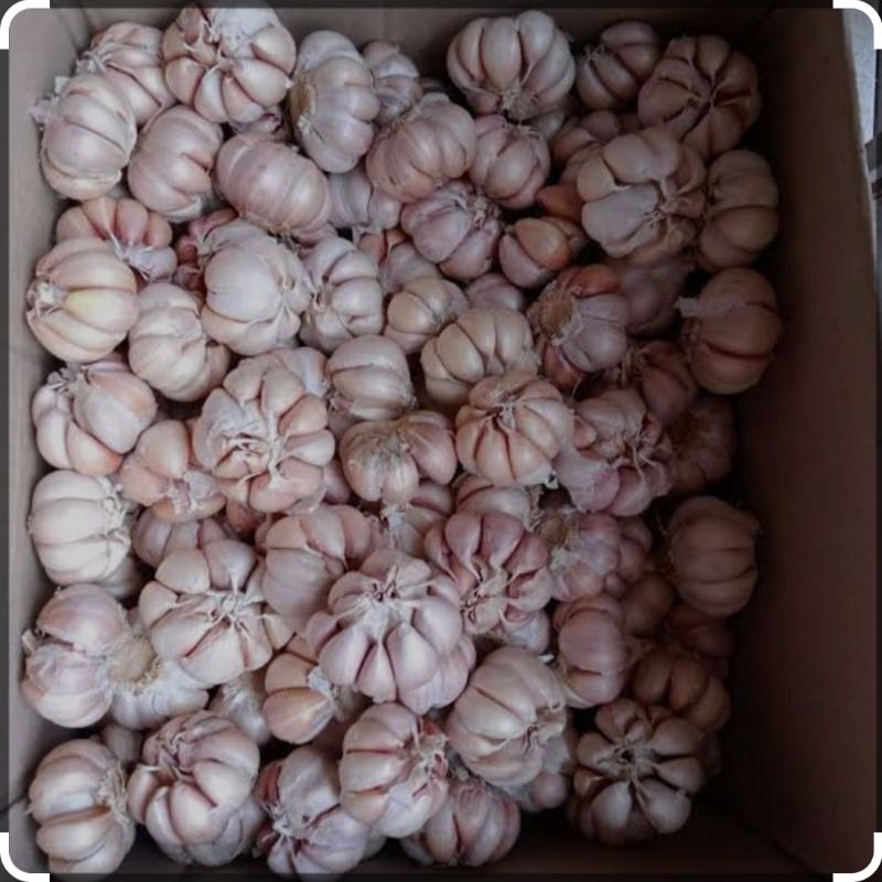 

bawang putih super 1kg