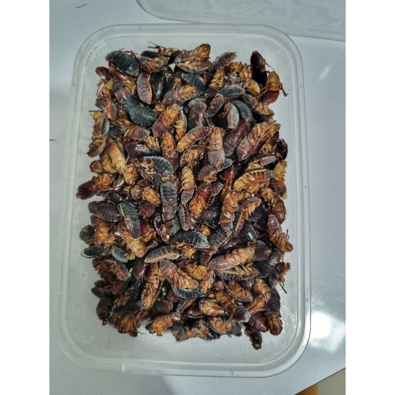 Kecoa Turkish Indukkan Betina Frozen pakan Arwana dll 150 GR