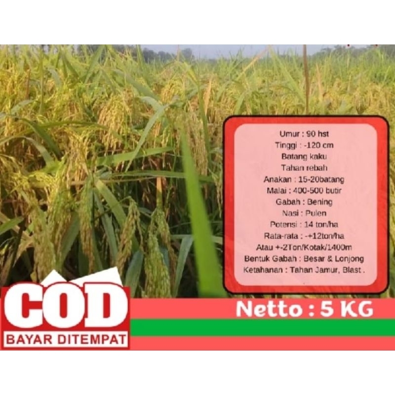 BENIH PADI HMS 700 KEMASAN 5KG