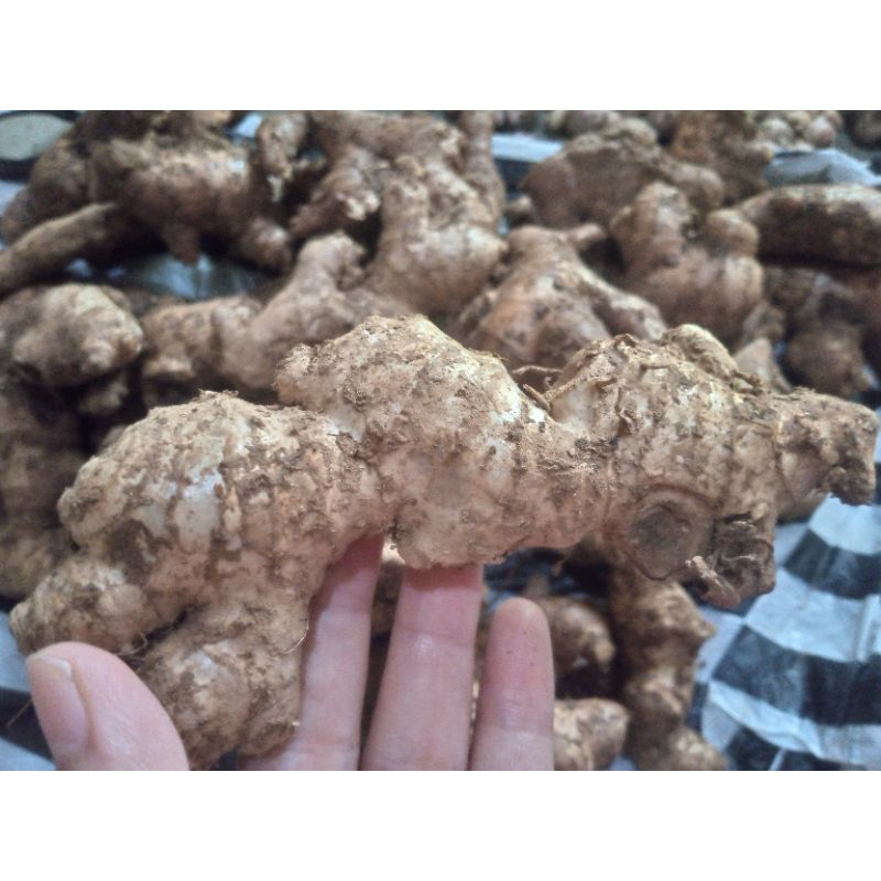 

Jahe Gajah Putih Besar Bahan Masakan 1kg