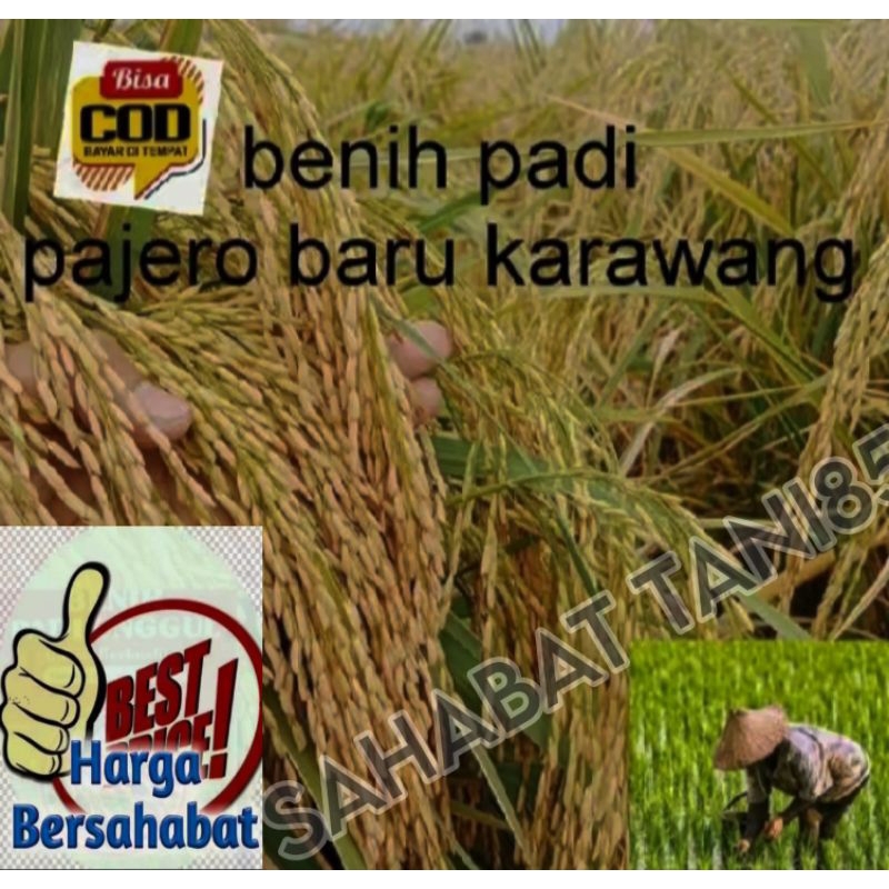 benih padi pajero 5kg ultra GENJAH
