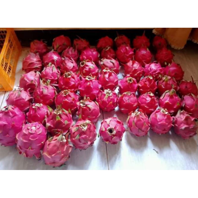 

buah naga super