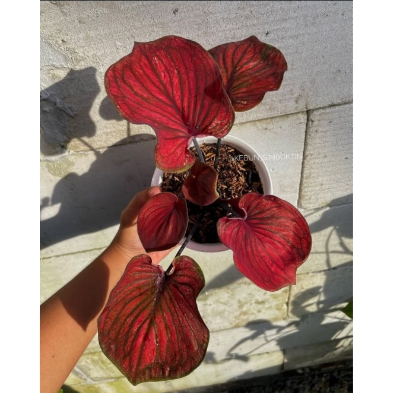 Caladium Nagoya - Tanaman Hias Keladi Nagoya Cantik Murah Merah