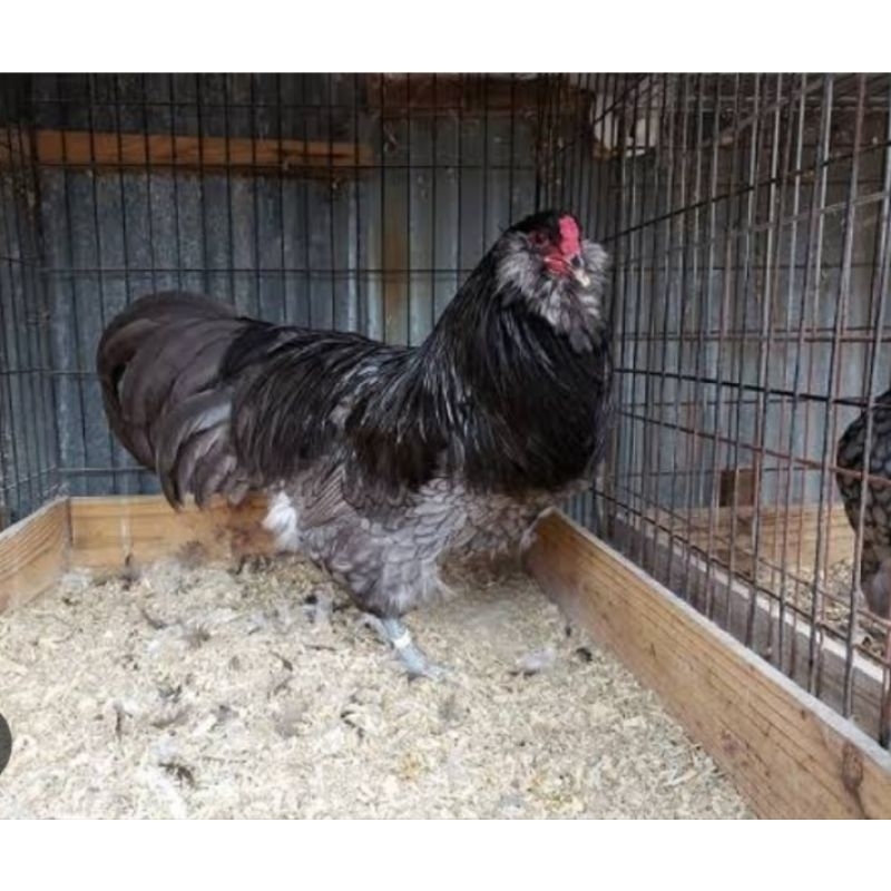 

TELUR AYAM HIAS AMERAUCANA UNTUK DI TETASKAN