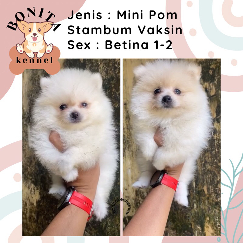 Mini Pom Stambum Jantan Betina Particolor Sable Anak Anjing Minipom Mini Pomeranian