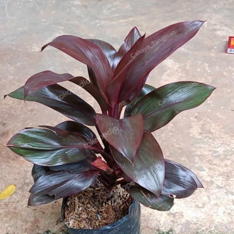 andong merah mini/andong kemoceng