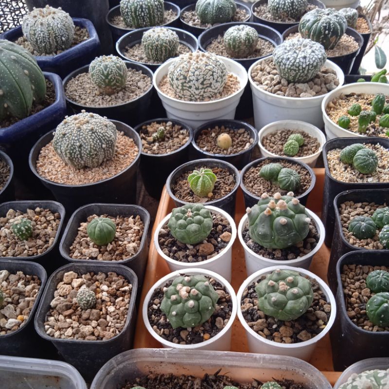 Astrophytum Astro Nudum Asterias Super Kabuto