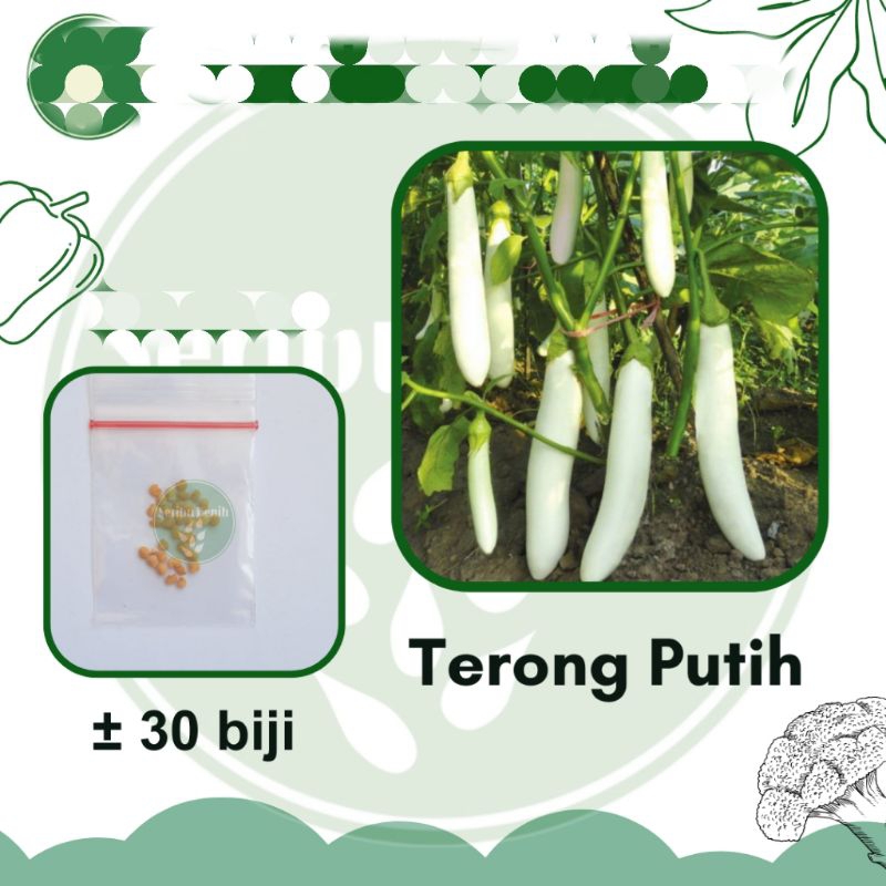 

Benih Terong Putih