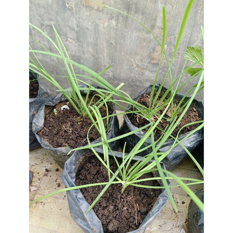 

Daun Kucai