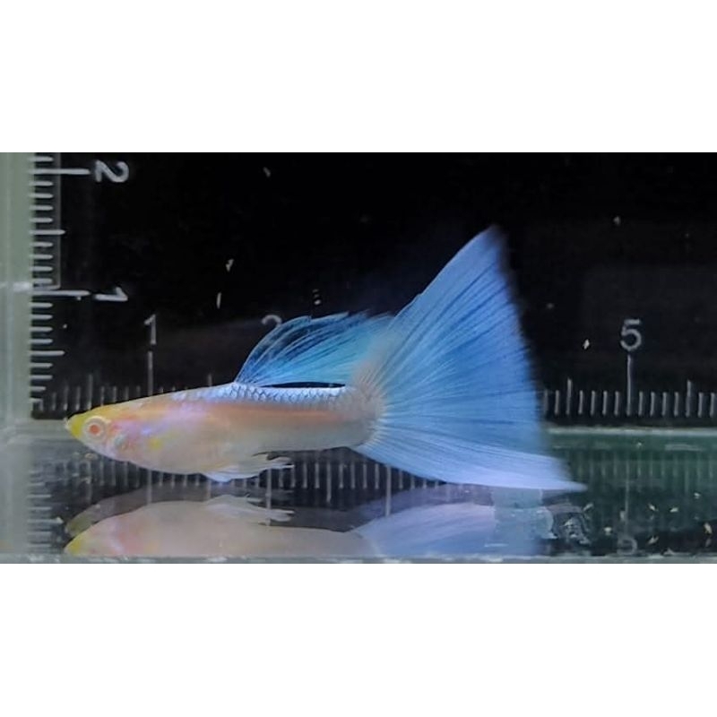 Zen Guppy Albino Topaz / Sky Blue