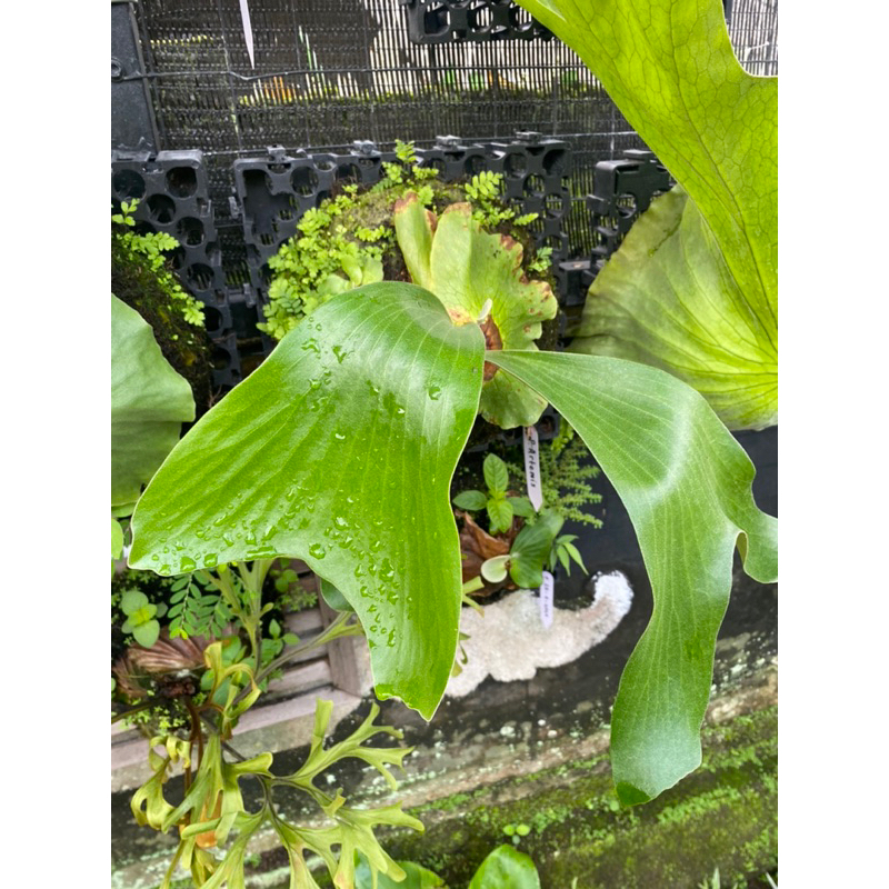 PLATYCERIUM ARTEMIS SIZE ANAKAN (Quadridicortomum x Alcicorne)