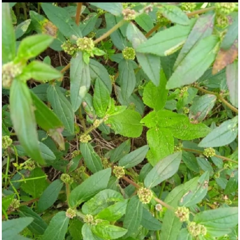 

PROMO 100 GRAM DAUN PATIK KEBO HERBAL ALAMI