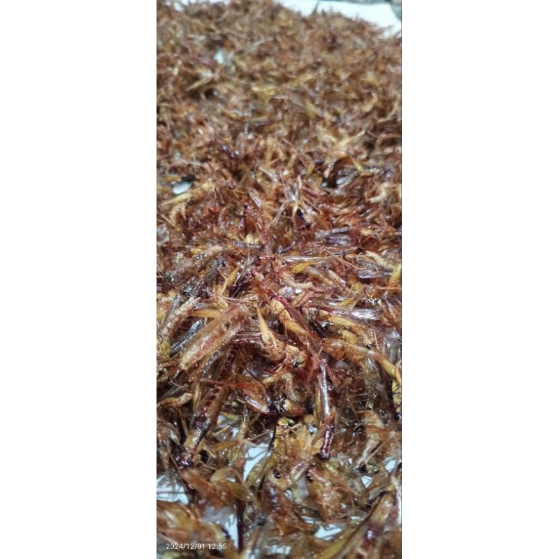 

belalang goreng kemasan 150gram (1ons) murah meriah