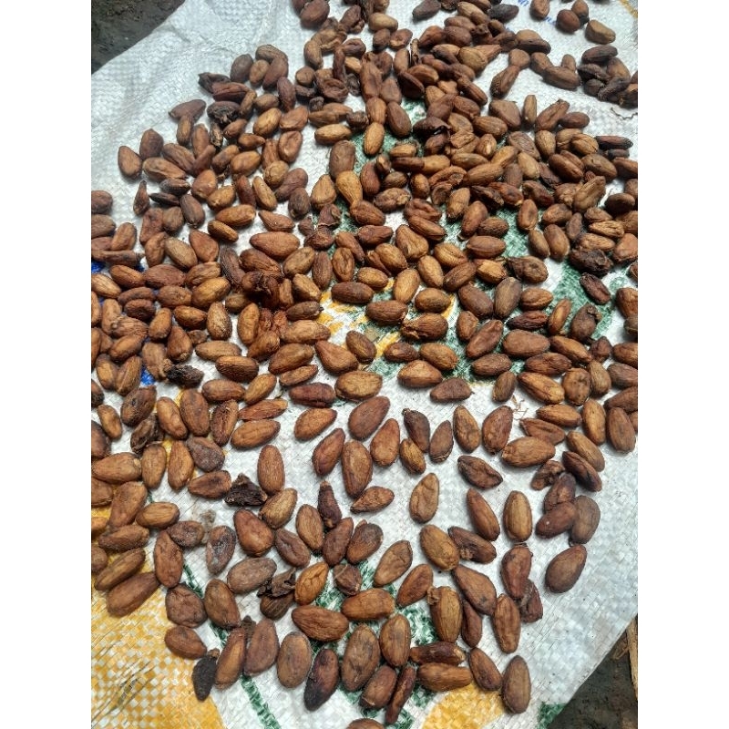 

BIJI COKLAT PER KG ATAU BIJI CACAO BIJI COKLAT KERING ASLI JAWA TENGAH