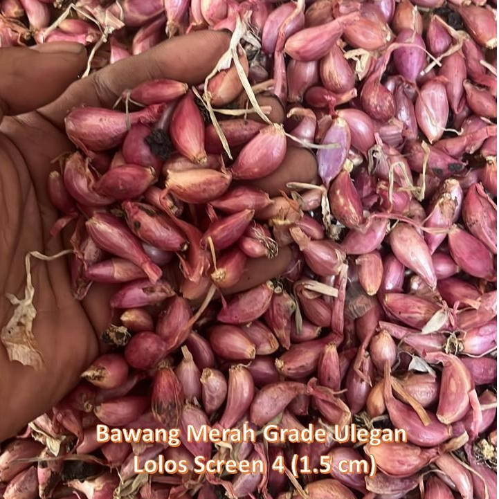 

Bawang merah Nganjuk Kering Murah kecil/ulegan 2 kg