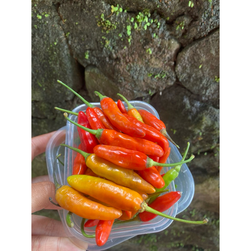 

Cabai Red Pedas nampol fresh