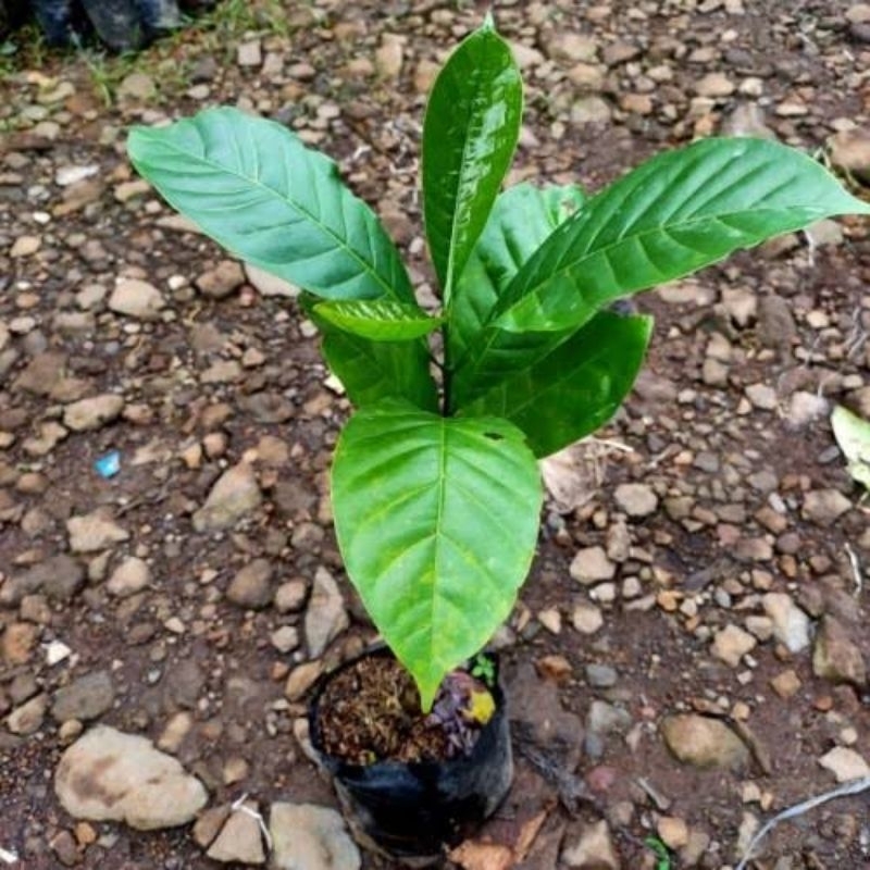 bibit kopi robusta cabutan bibit unggul(GOS) Bibit Kopi Robusta Unggul-Bibit Kopi Robusta Siap Tanam