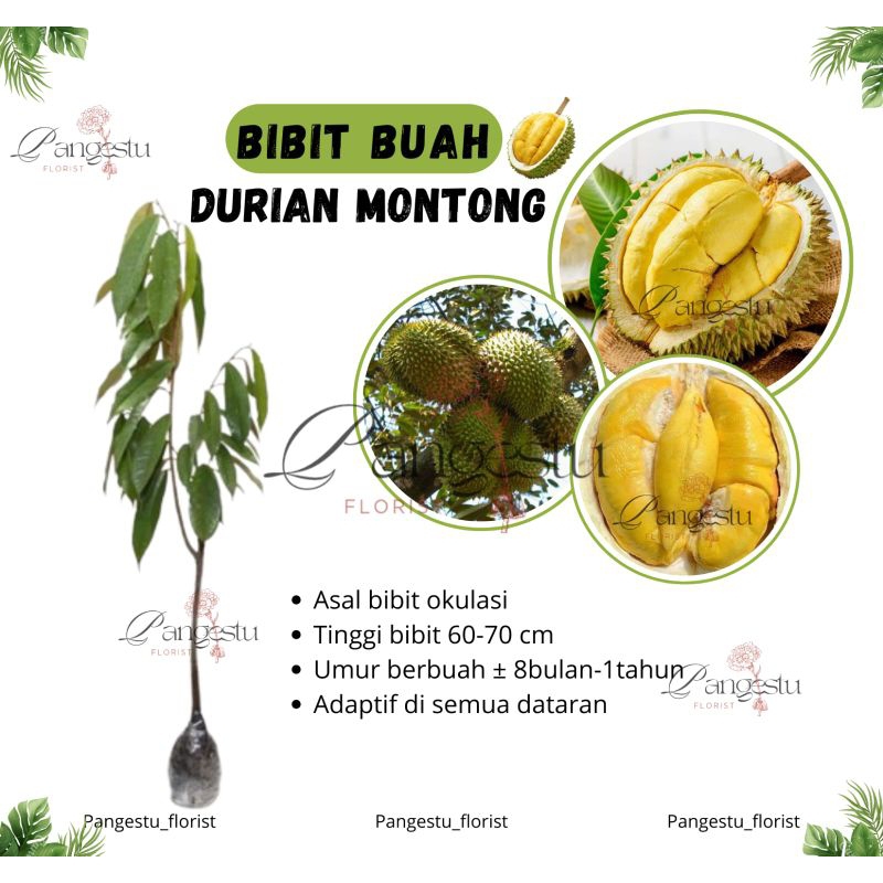 

Bibit Tanaman Buah Durian Montong