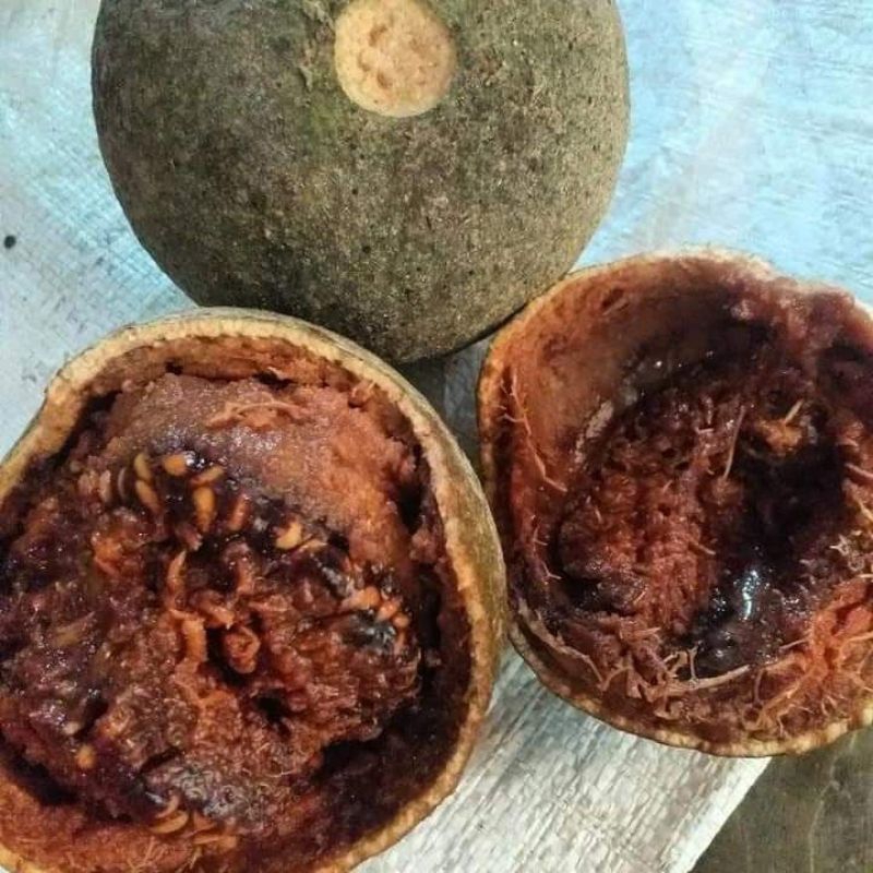 

BUAH KAWIS KAWISTA KISTO MATANG JATUH DARI POHON