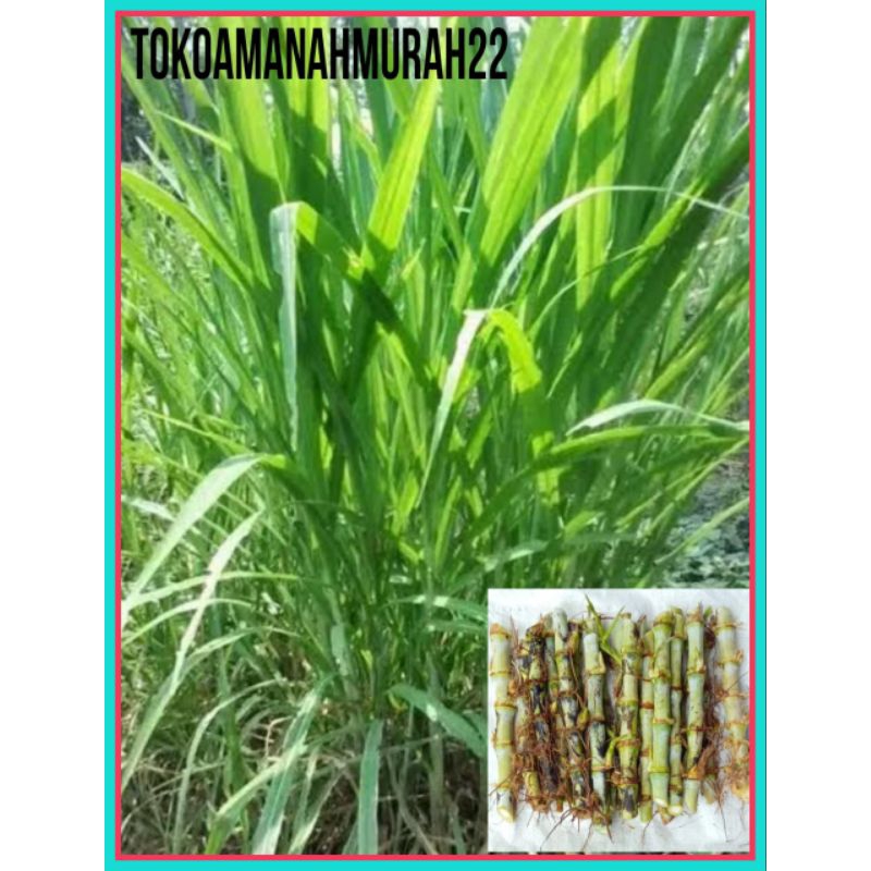 Bibit Rumput Gajah/Rumput Kolonjono Bibit unggul Pakan Ternak