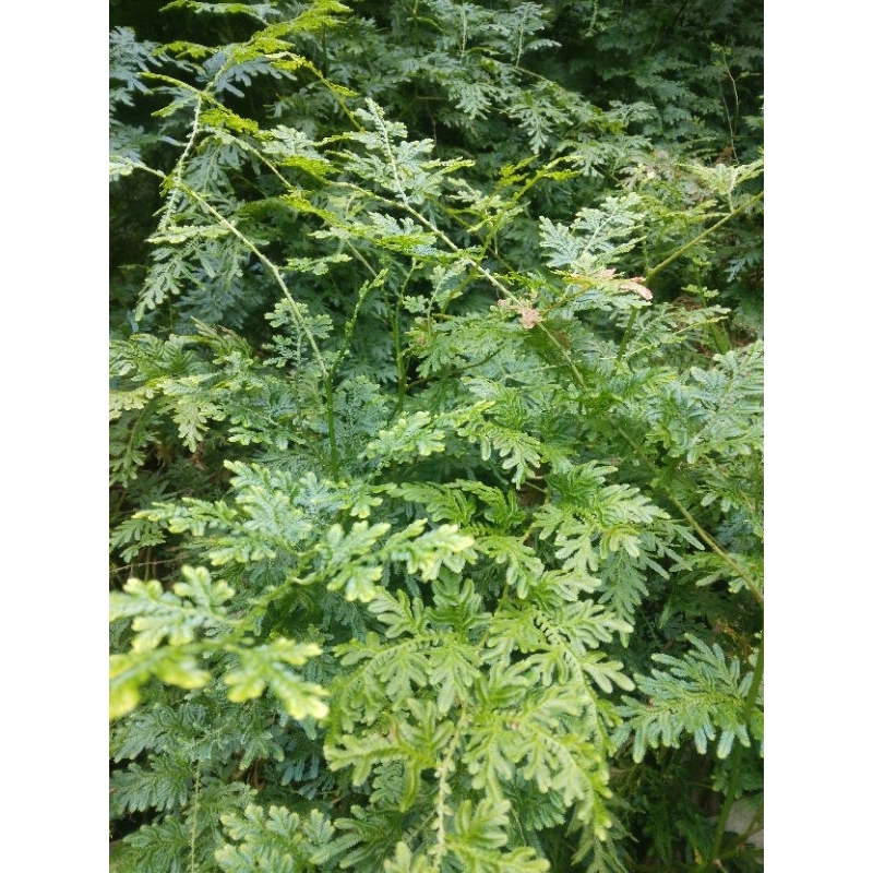

daun ceker ayam .rane.lalaban herbal 500.gram
