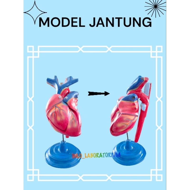 

Model Jantung/Alat Peraga Pendidikan Model Jantung/Figur Jantung