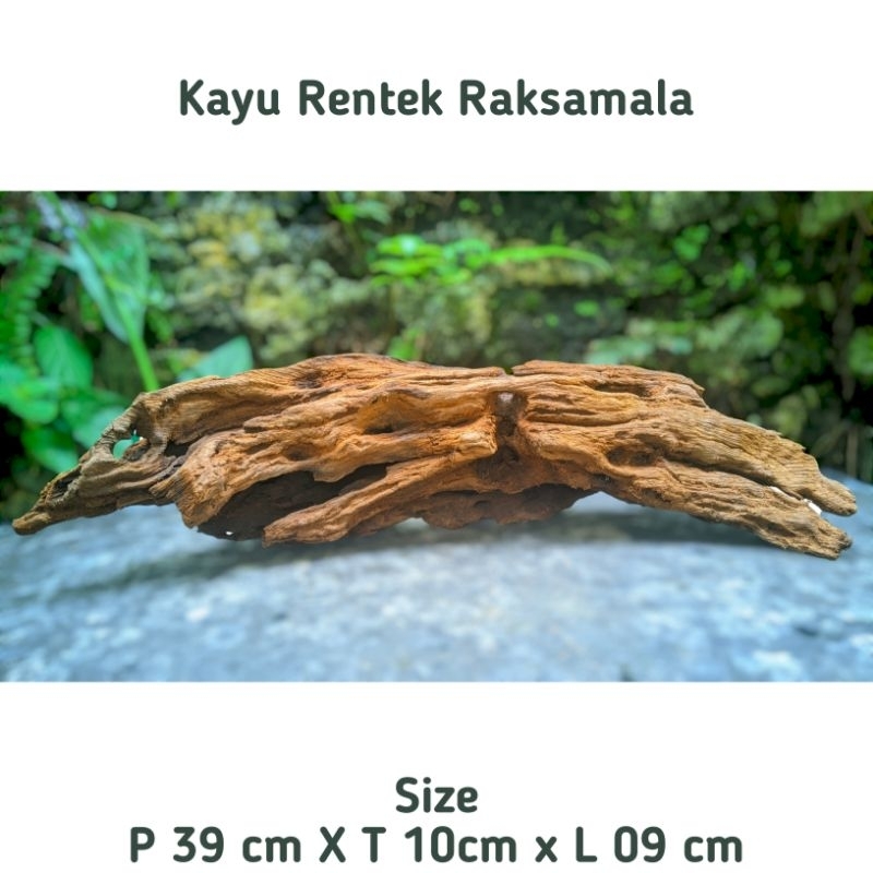 Dekorasi ikan Channa, Guppy, toman