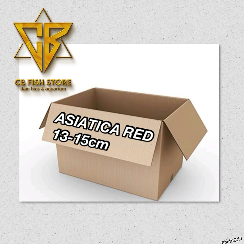 

PACKING BOX ASIATCARED BAHAN CAKEP COD