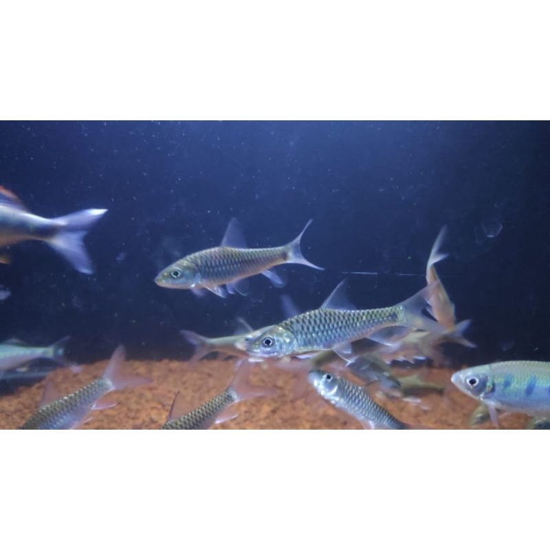 Tor Puttitora/golden masheer