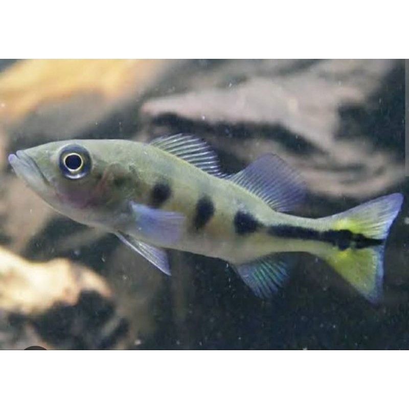 Pbass Mono GM/Good Marking