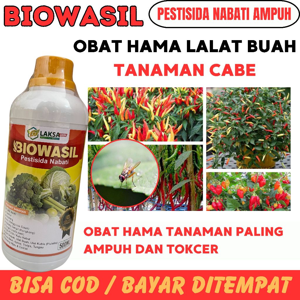 PEMBASMI HAMA LALAT BUAH PADA CABE BIOWSAIL Obat Hama Lalat Buah Pada Tanaman Cabe Keriting