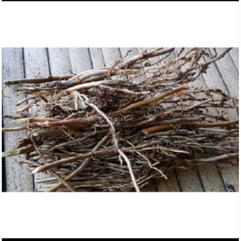 

akar bambu kuning obat herbal untuk 100 grm