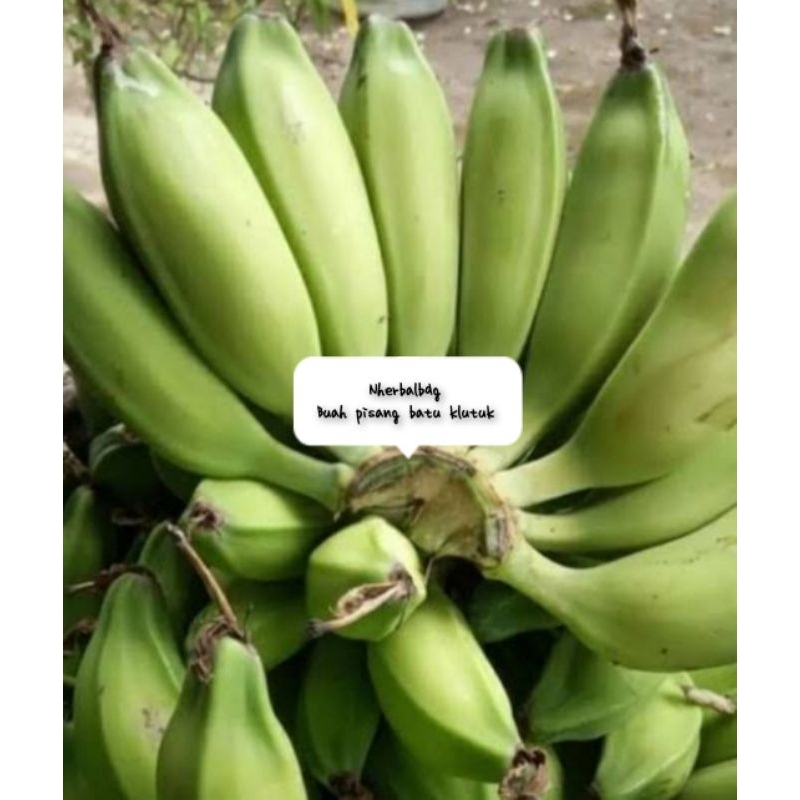 

Buah pisang batu klutuk muda segar 1 sisir