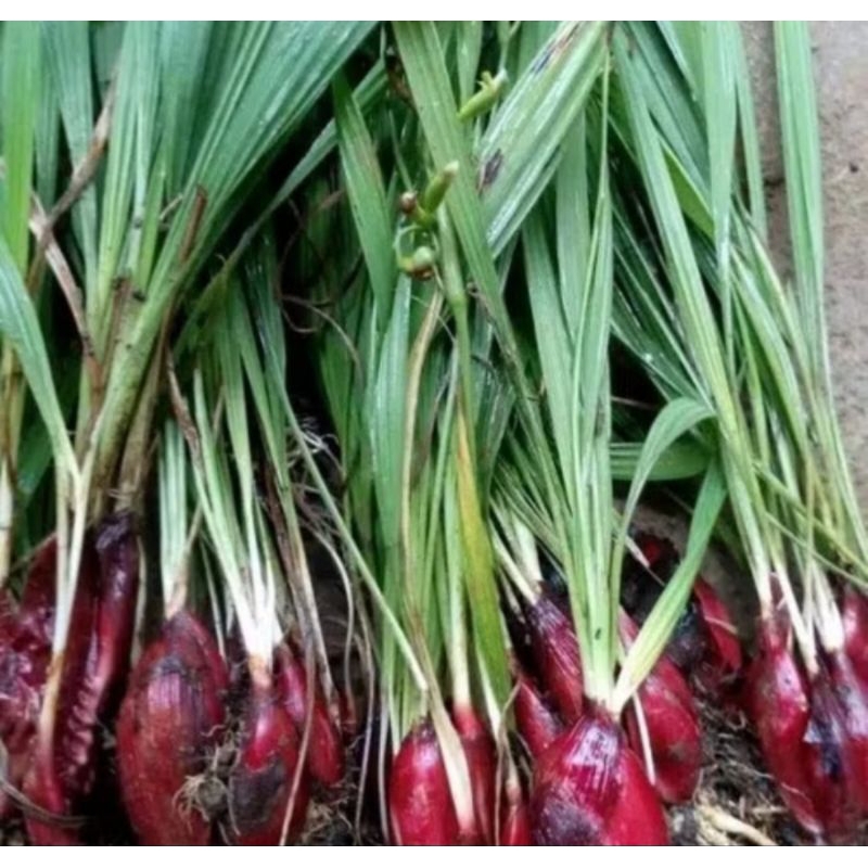 

Bawang Dayak Herbal