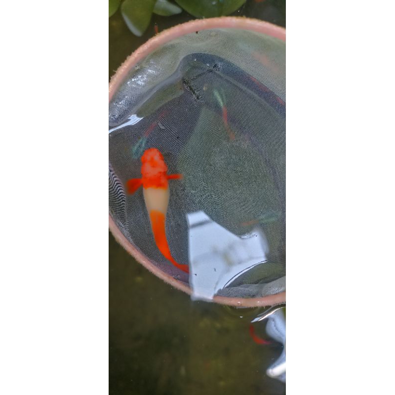 ikan Guppy albino king koi kepala mahkota king koi (albino king koi) ORIGINAL 100%, Top grade A