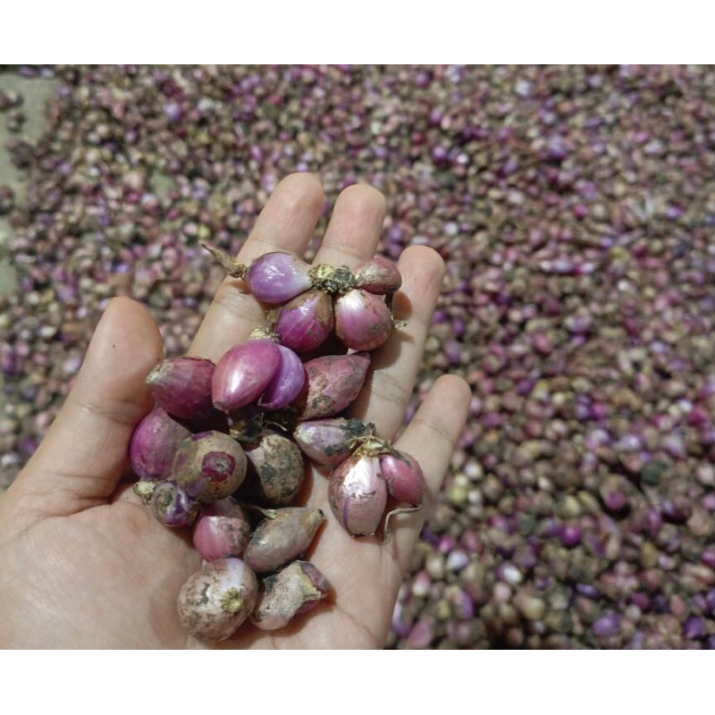 

bawang merah ulekan gerusan murah kering