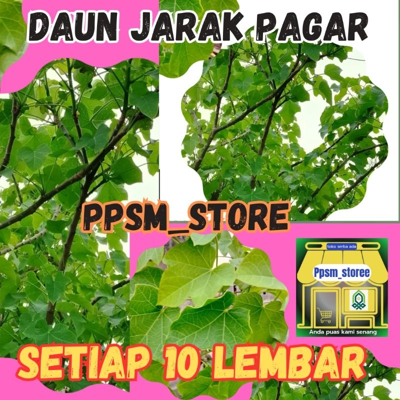 

daun herbal jarak pagar per 20 lembar