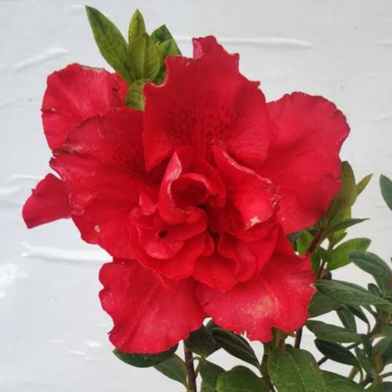 Tanaman Bunga Azalea Merah Tumpuk ( Berbunga / Kuncup )