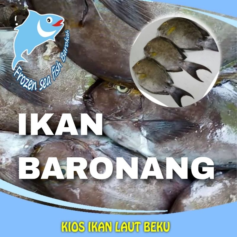 

ikan Baronang karang