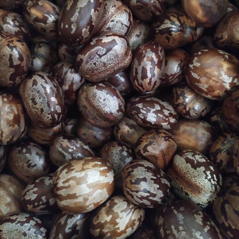 Biji Karet Medan BPM 24 Unggul