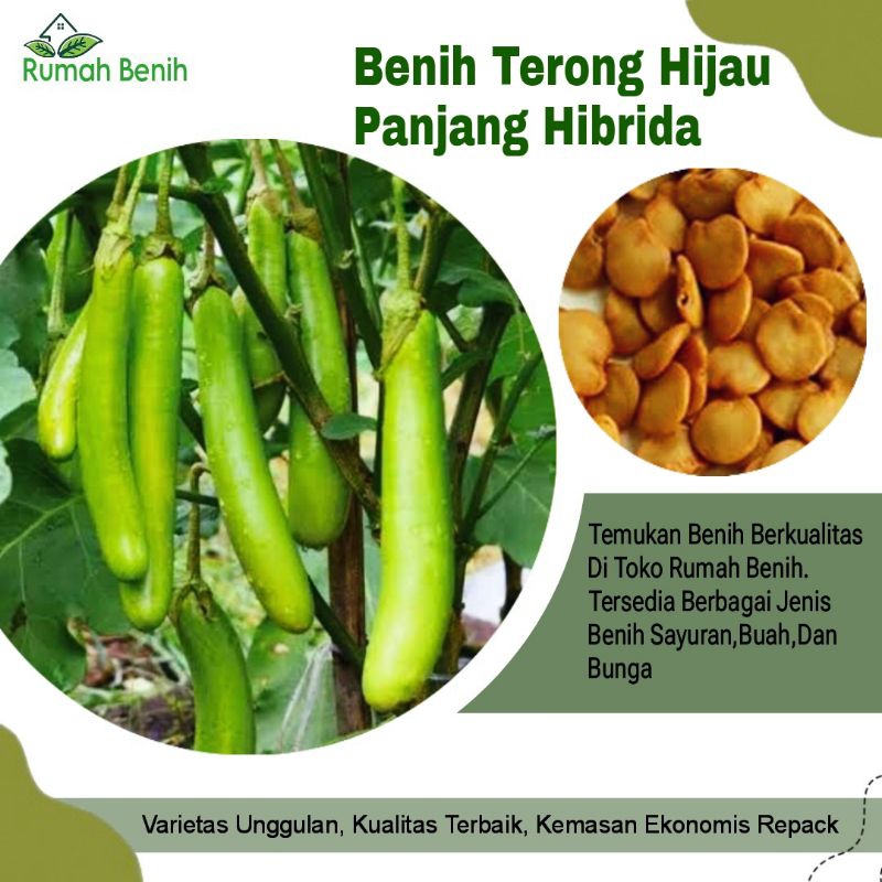 Benih Terong Hijau Panjang Milan Super Hibrida / Bibit Benih Terong Hijau Panjang / Biji Benih Teron