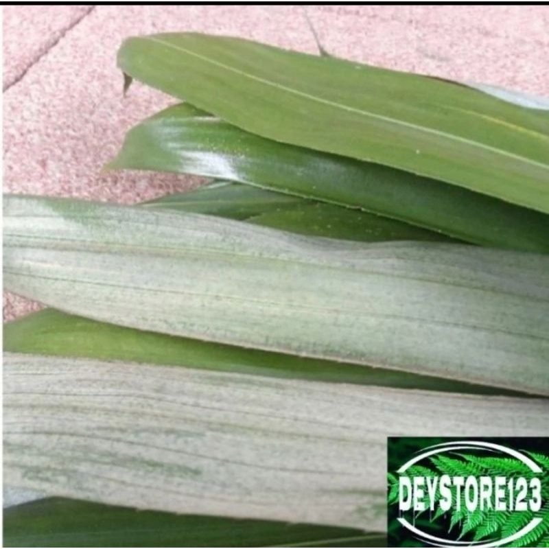 

Daun Salak Pondoh Muda Segar