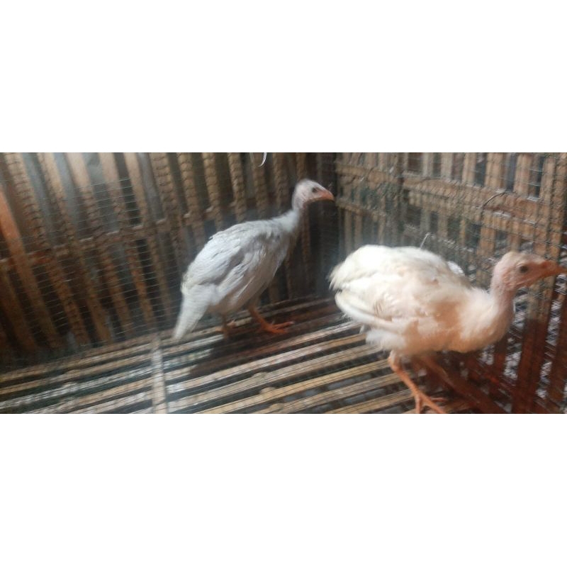 Ayam mutiara Ayam Hias mutiara